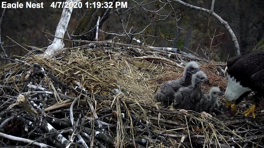 EagleCam chick perishes in the nest