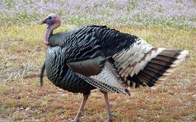 DNR hosting ‘Learn to Hunt Turkeys’ webinar