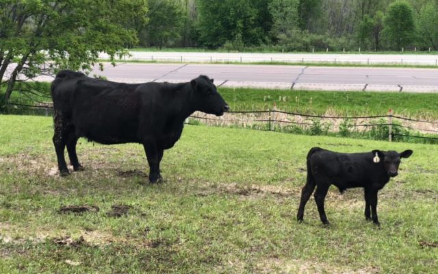 Newborn calf stolen from farm near St. Peter