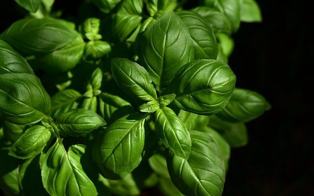 Organic basil recalled over possible contamination