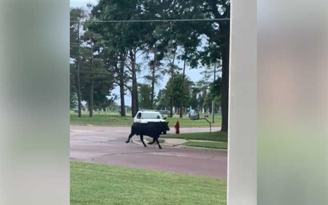 Rogue beef shot by New Ulm police amid public safety concerns