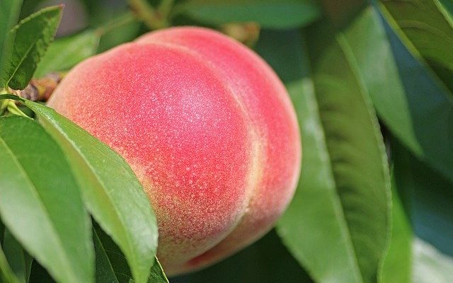 More peaches implicated in Salmonella Enteritidis outbreak
