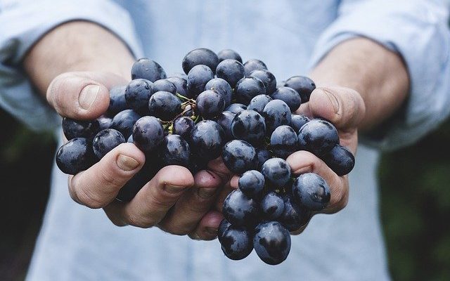 Judge allows Minnesota wineries to use out-of-state grapes