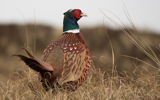 ‘Strong’ bird numbers expected for 2022 pheasant season