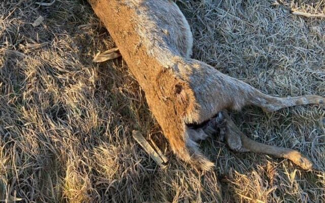 Info sought on deer left in Nicollet County ditch with head removed