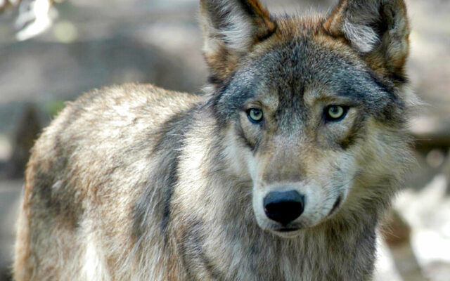 Hunters and trappers blow past Wisconsin’s wolf kill target