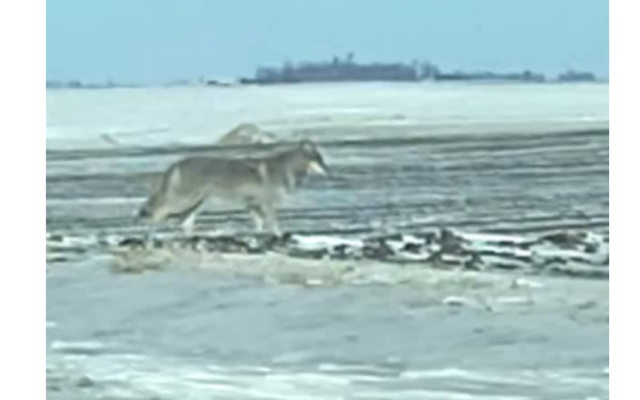 Watch: Lone wolf sighting near Olivia