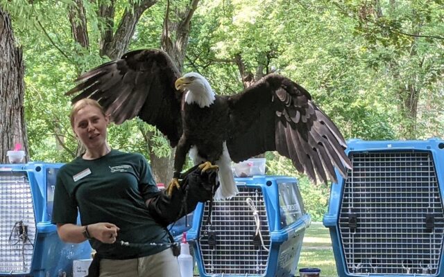 Raptor Center coming to Children’s Museum of Southern Minnesota