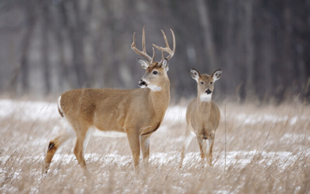 Firearms deer hunting season opens Saturday