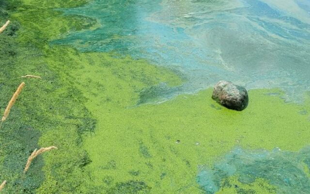 Blue-green algae at Albert Lea’s Fountain Lake