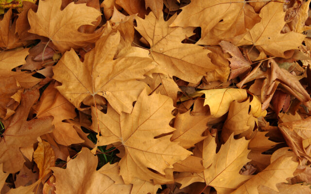Fall leaf collection begins in North Mankato