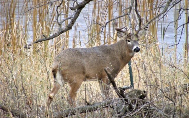 Deceased mule deer discovered in Sibley County