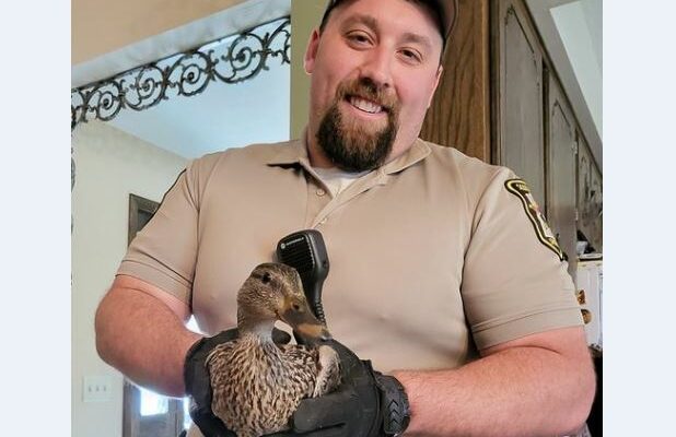 Scott County Sheriff’s Deputy retrieves rogue duck from home