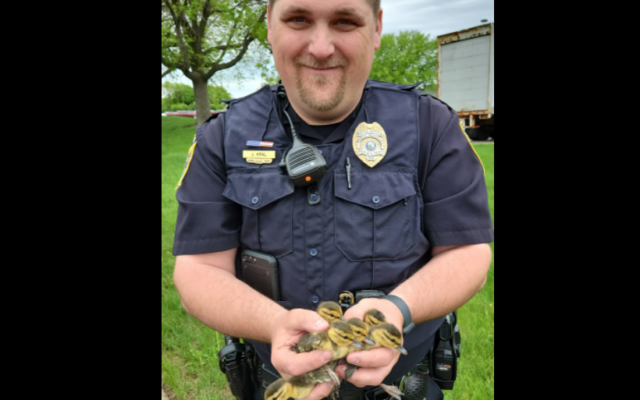 North Mankato cops, Caswell director rescue ducklings from storm sewer