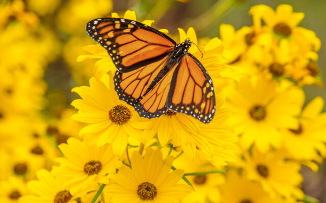 Monarch butterfly added to endangered list