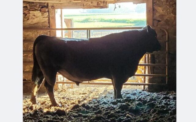 A bull attacked and killed a person at a farm in Minnesota