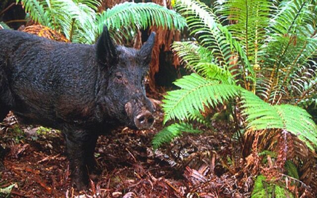 DNR captures feral pigs near Blue Earth