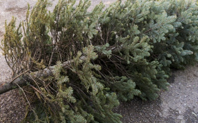 Christmas tree recycling available in Mankato