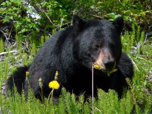 Man gets two years’ probation for killing bear in backyard