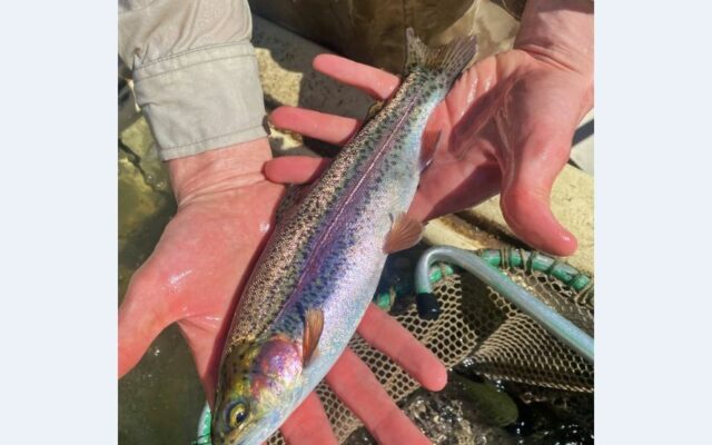 DNR fisheries stock trout in area creeks
