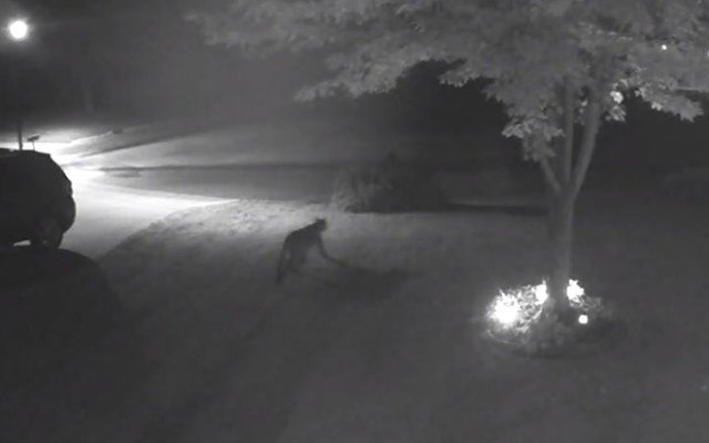 Cougar sighting reported in North Mankato