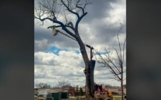 Beloved old cottonwood tree on Victory Dr cut down amid safety concerns